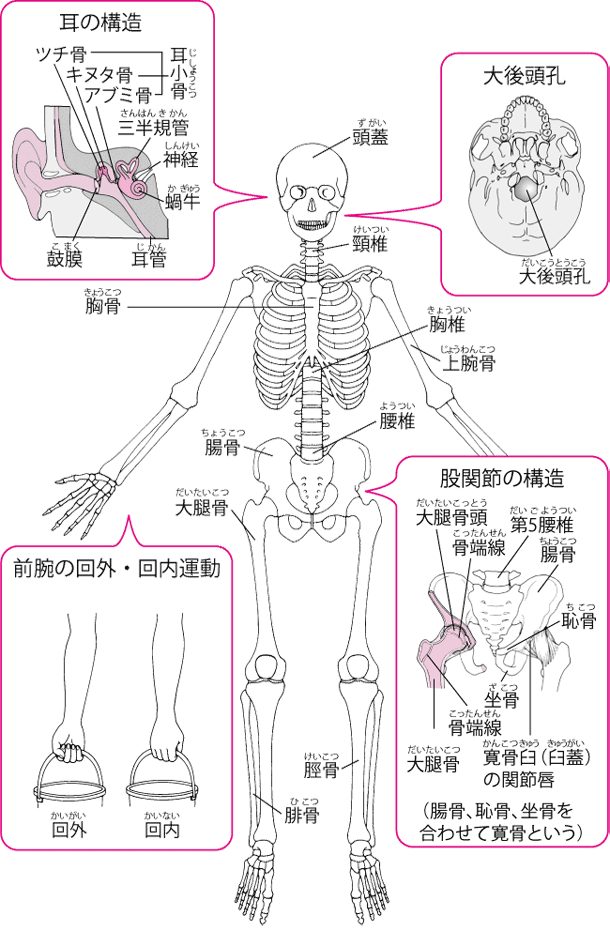 知っておきたい骨の名前